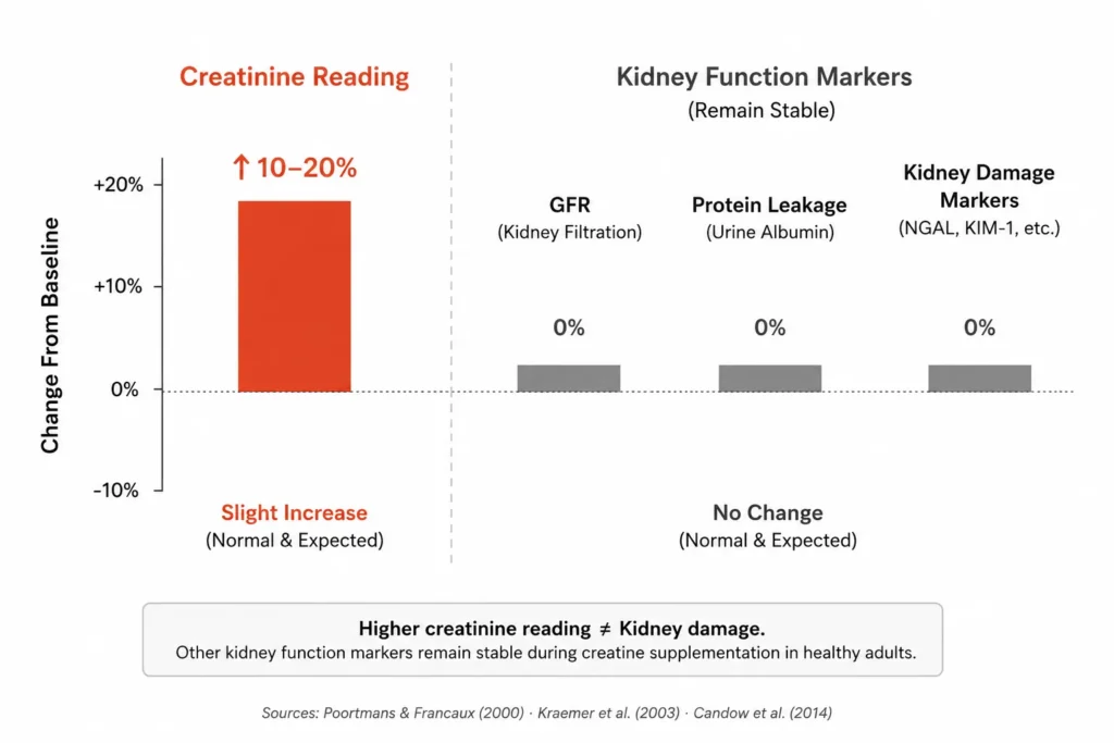 Creatinine increase versus kidney damage markers during creatine supplementation comparison