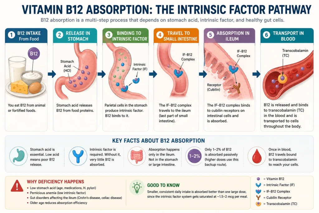 Diagram showing vitamin B12 absorption through intrinsic factor process