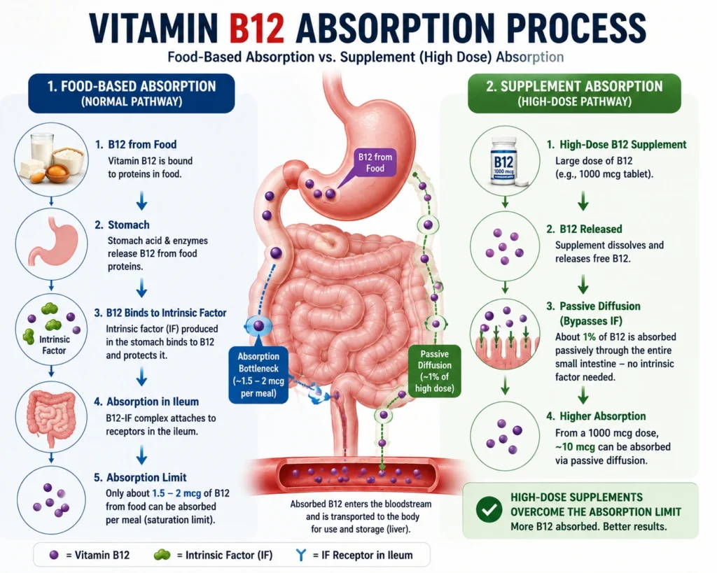 Vitamin B12 absorption pathway and passive diffusion supplement mechanism
