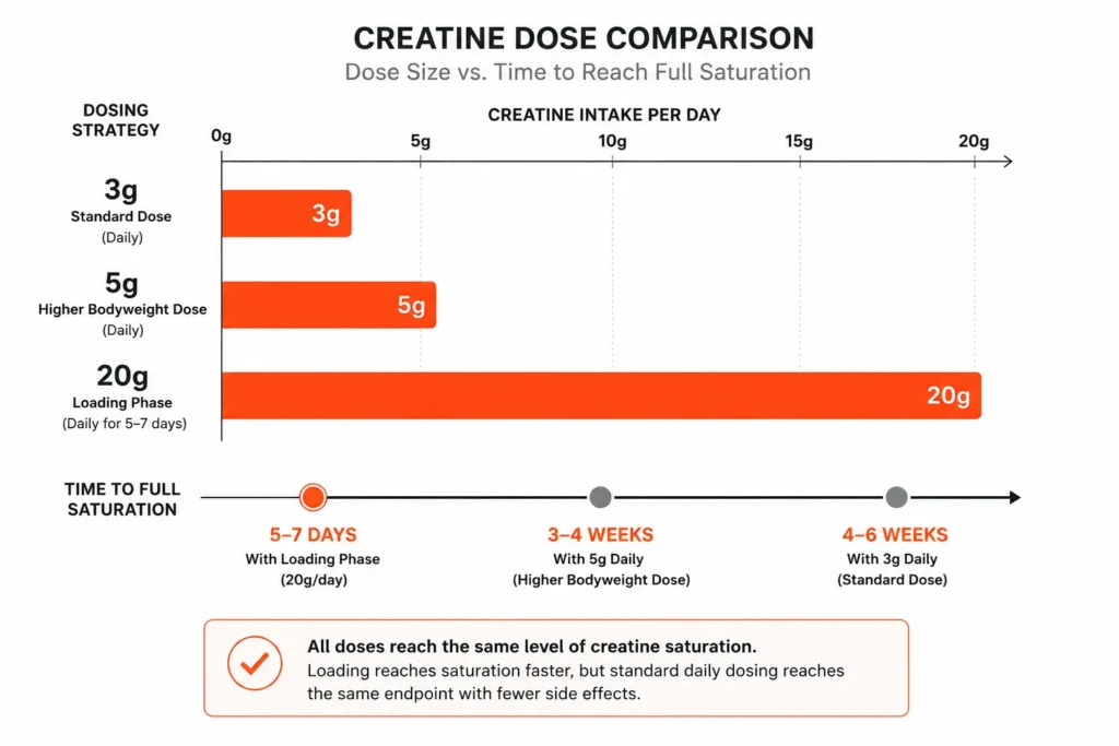 Creatine dosage chart showing standard and loading phase amounts
