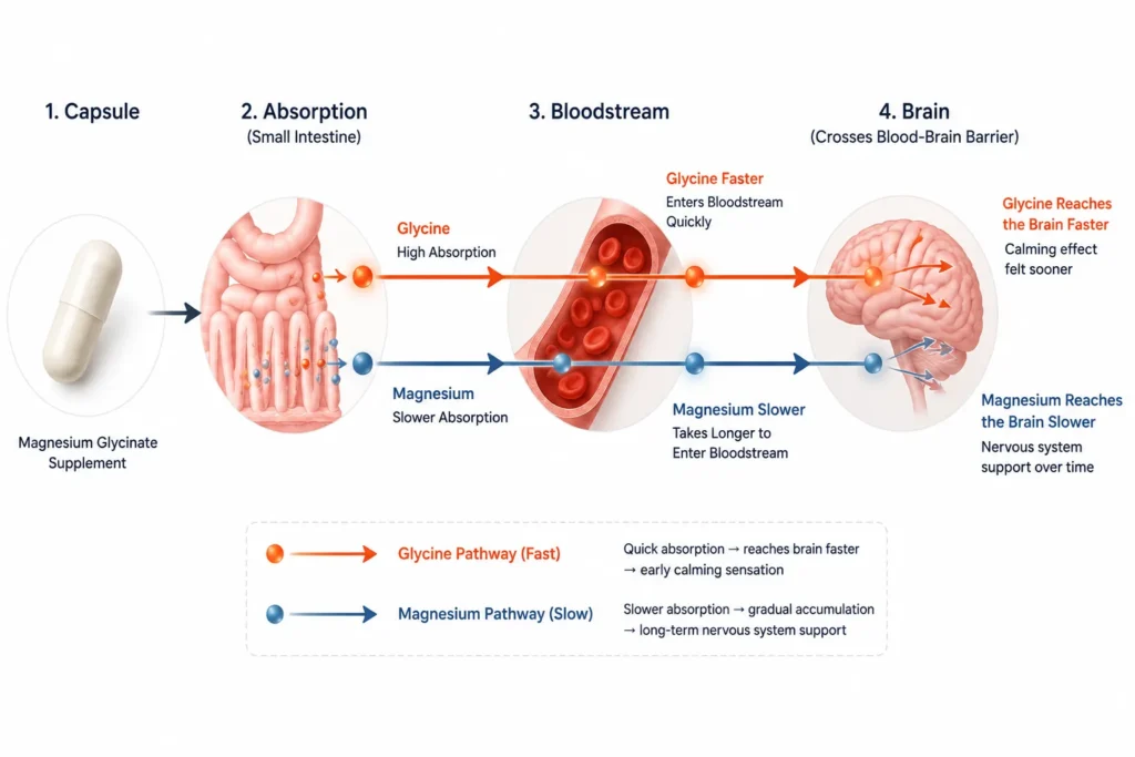 Magnesium glycinate absorption pathway from digestion into the brain nervous system