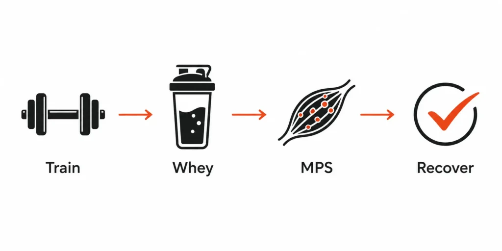 Post workout whey protein timing process shown with recovery icons