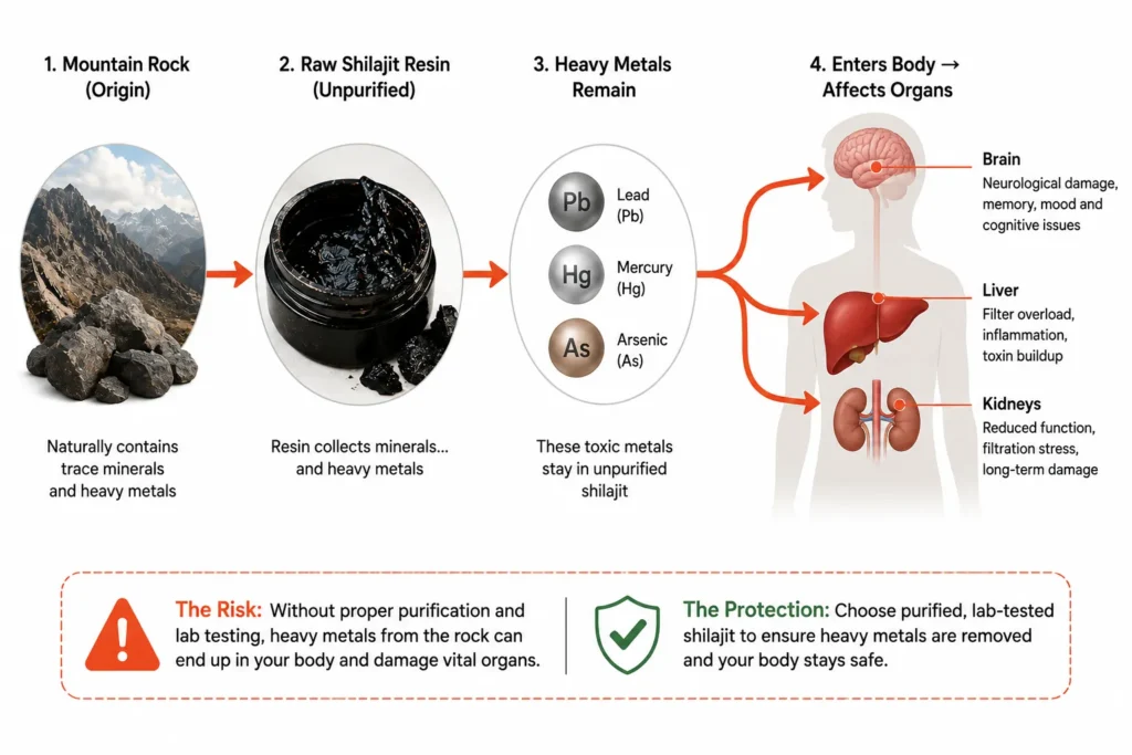 Heavy metal contamination pathway from raw shilajit into human organs