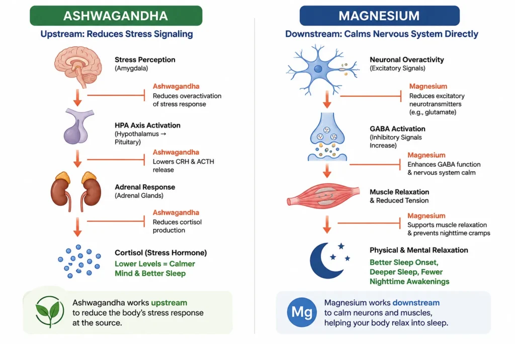Ashwagandha and magnesium affecting different sleep regulation pathways