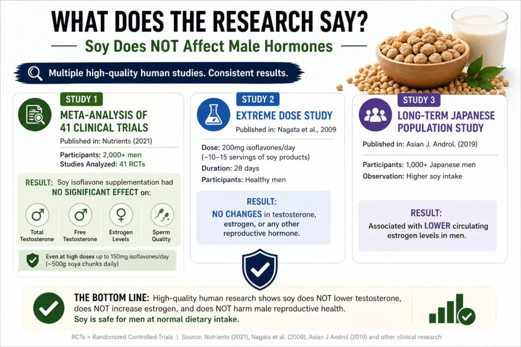 Scientific studies showing soy does not affect testosterone or estrogen in men