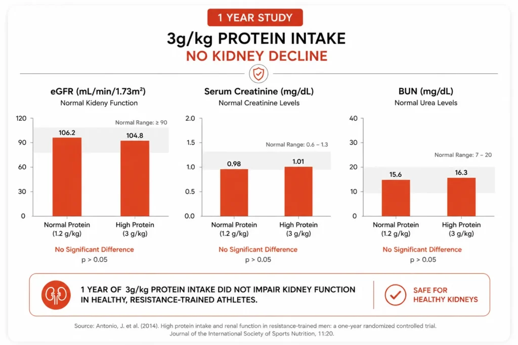 High protein intake study showing stable kidney function markers