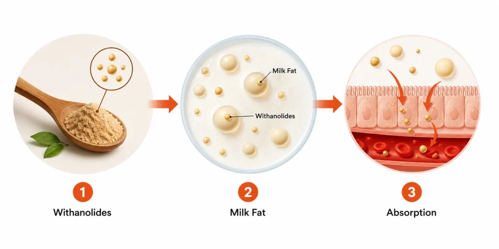 Ashwagandha withanolides absorbing better with milk fat illustration