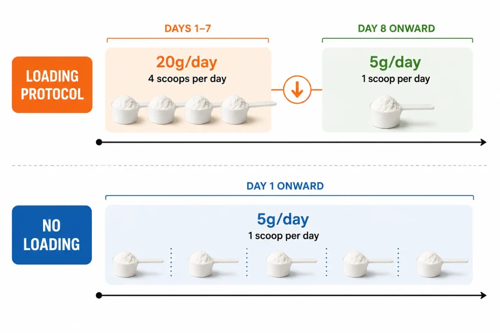 Timeline showing creatine loading phase versus standard dosing