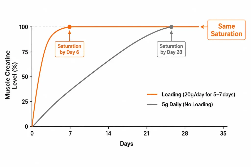 Creatine loading and daily dosing reaching identical saturation levels