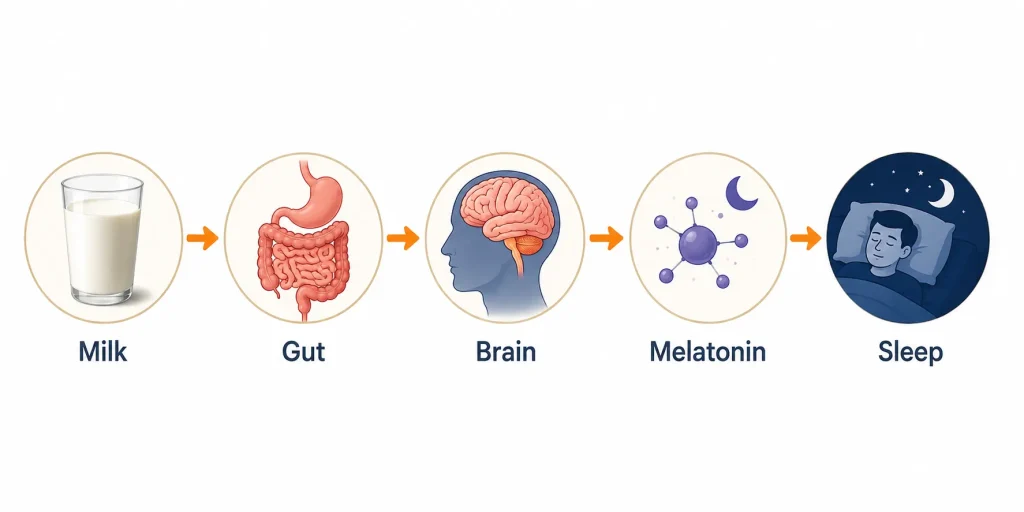 Body processes warm milk before sleep through multiple stages