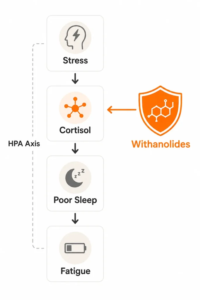 Withanolides influencing cortisol stress and sleep response pathway