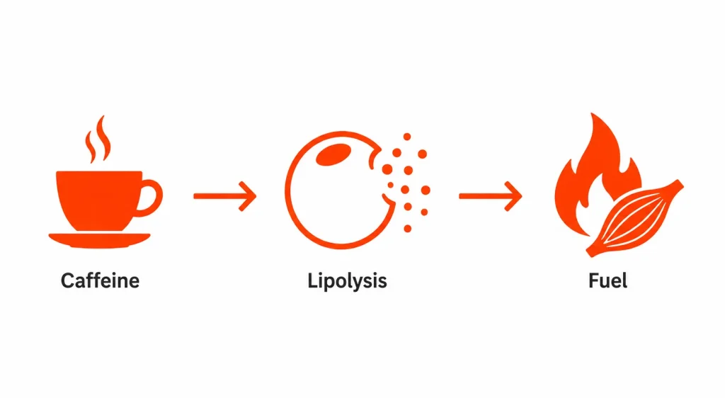 Three-step process showing caffeine triggering lipolysis and fat burning for energy