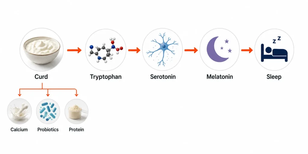 Curd nutrients linked with pathways involved in nighttime sleep